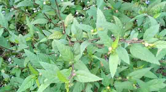 Sida Acuta (Bala) Whole Plant Powder