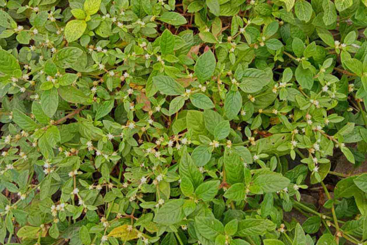 Alternanthera Sessilis Leaves Powder