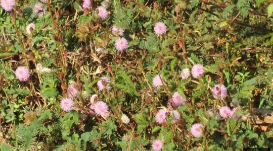 Mimosa Pudica Whole Plant Powder – Traditional Herbal Wellness from Sidhara Betta Herbals