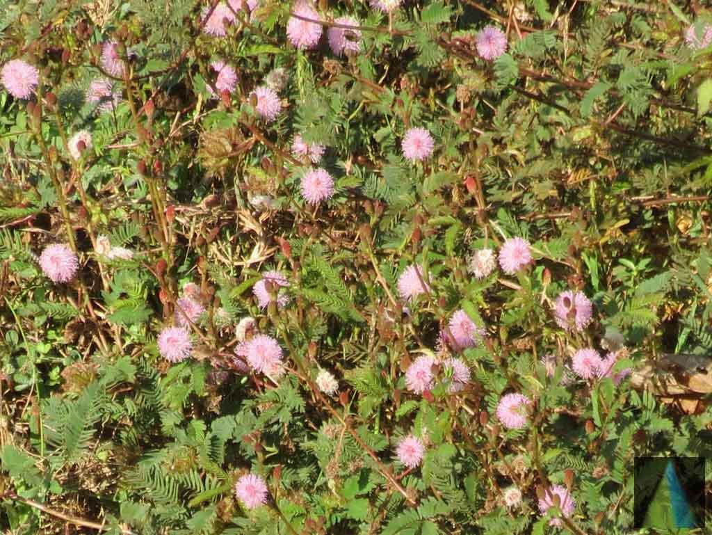 Mimosa Pudica Whole Plant Powder – Traditional Herbal Wellness from Sidhara Betta Herbals