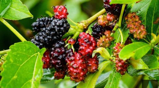 Morus Alba (Mulberry) Leaves Powder | Mulberry Leaves Powder
