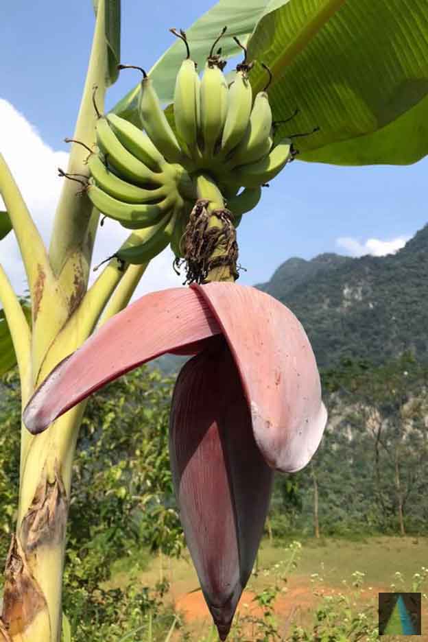 Buy Banana Flower Powder Banana Blossom Powder Vazhaipoo Powder