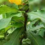 Costus Igneus Leaves Powder | Insulin Plant Powder | Asana | Bandhukapushpa