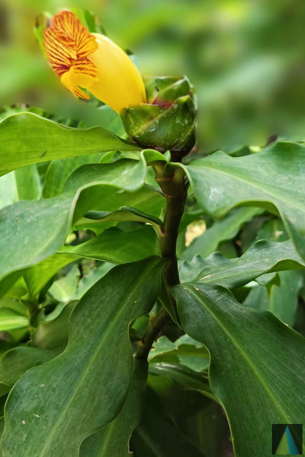 Costus Igneus Herbal Tea Organic Natural Insulin Plant Leaf Tea - Costus  Igneus Herbal Tea Bags, Organic, Caffeine-Free (15 Bags) Caffeine Free  Herbal Infusion