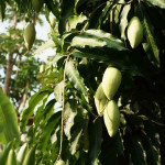 Mango leaves Powder | Mangifera Indica Leaves powder