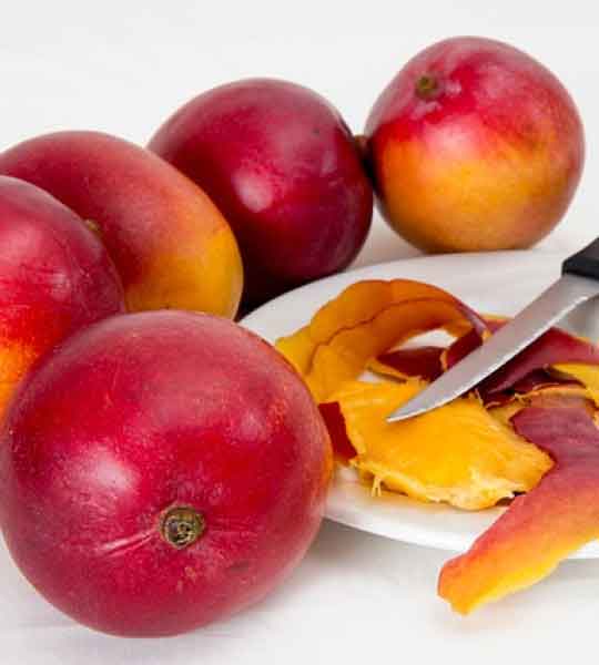 Mangifera Indica Seeds and Kernel Powder Mango Seeds Powder Buy