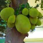 Jackfruit Seeds Powder | Artocarpus Heterophyllus Seeds Powder | Panasam