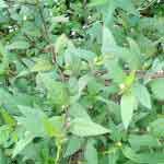 Sida Acuta Whole Plant Powder | Bala | Baraira