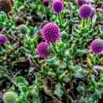Sphaeranthus Indicus Whole Plant Powder | Gorakhmundi | Tapaswini