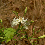 Wrightia Tinctoria Leaves Powder | Sweet Kutaja Leaves Powder | Shwetha Indrajao Leaves Powder | Paribhadra